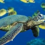 Acuario Roquetas de Mar