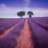 Campos de lavanda