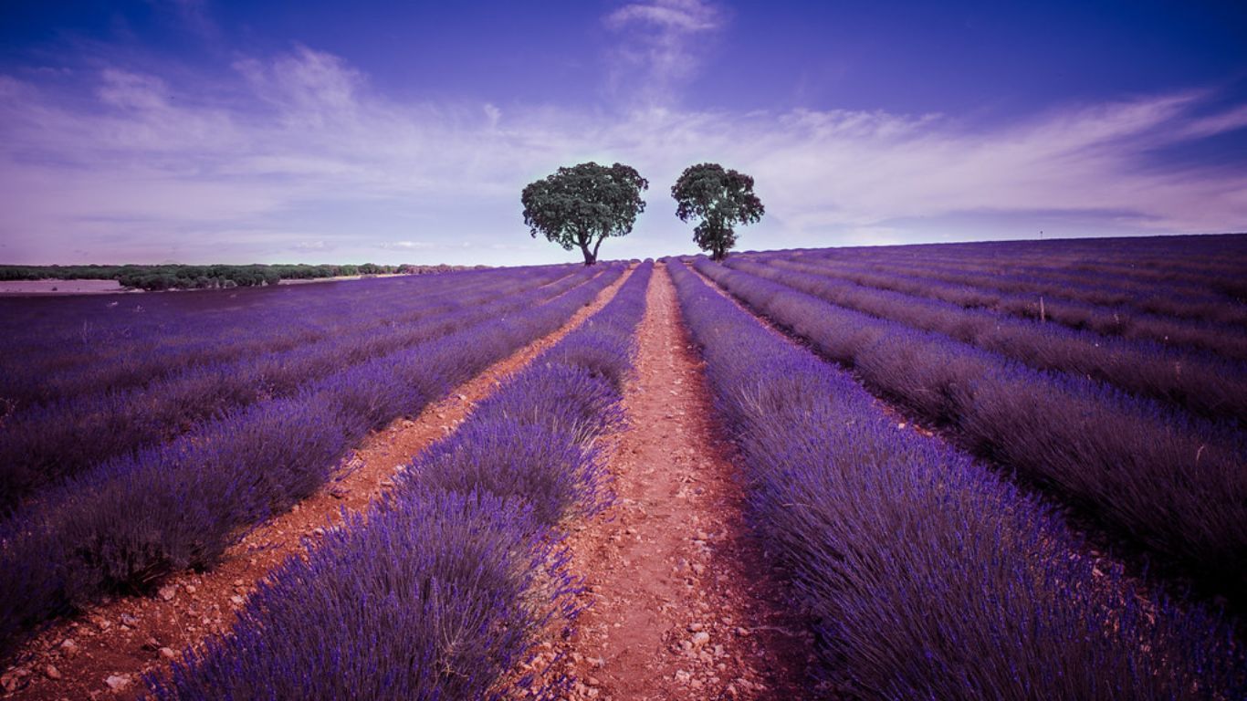 Escapada de senderismo a La Alcarria (Guadalajara): Brihuega y sus campos de lavanda, Trillo y las Tetas de Viana, y visita a Cifuentes. 30–31 mayo 2026.